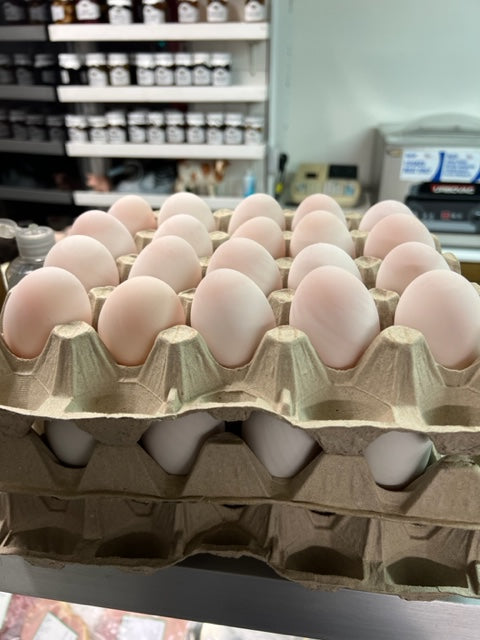 Free range duck eggs